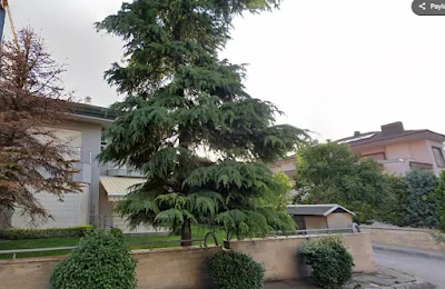 Havvanur Arık SIKI